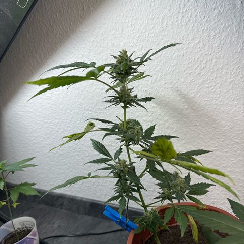 Wedding Cake Automatic growlog timeline photo