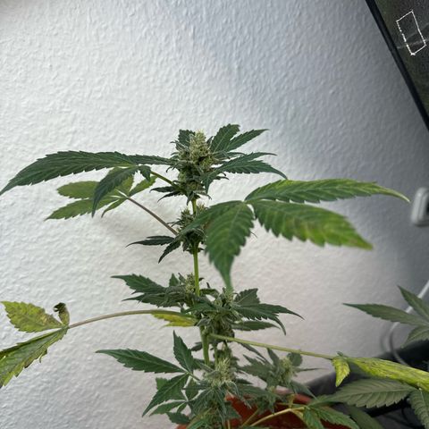 Wedding Cake Automatic growlog timeline photo