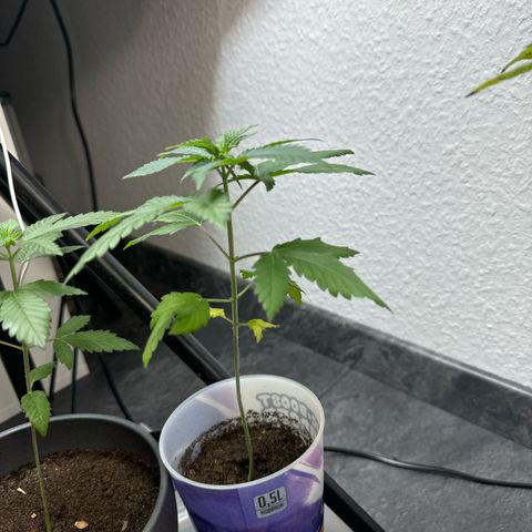Wedding cake Becher growlog timeline photo