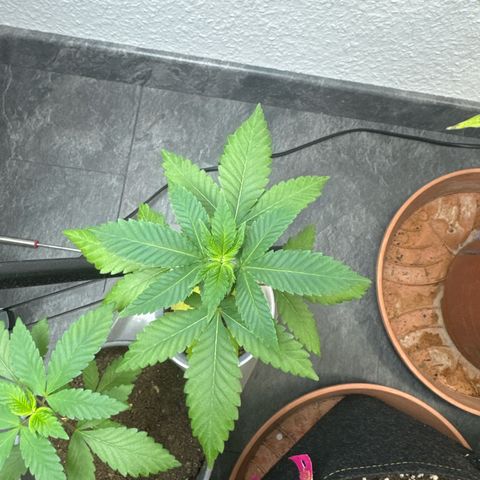 Wedding cake Becher growlog timeline photo