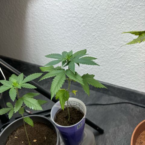 Wedding cake Becher growlog timeline photo