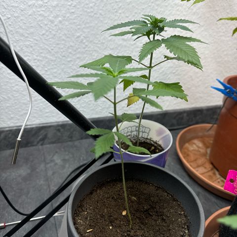 Wedding Cake growlog timeline photo