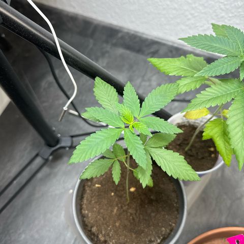 Wedding Cake growlog timeline photo
