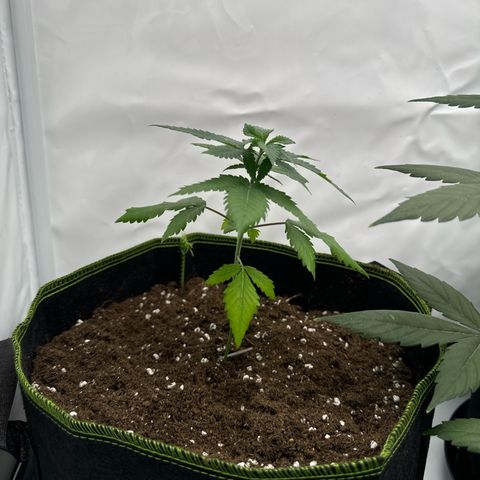 Wedding cake Becher growlog timeline photo