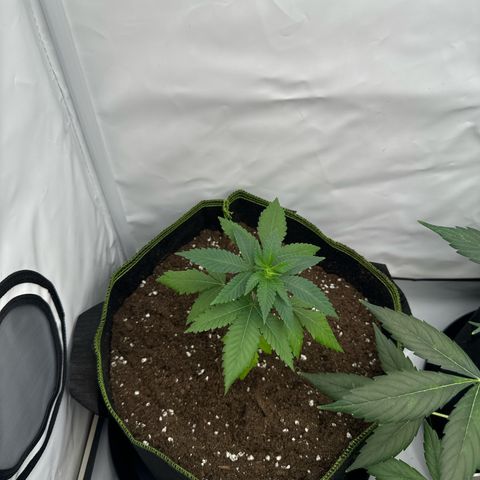 Wedding cake Becher growlog timeline photo