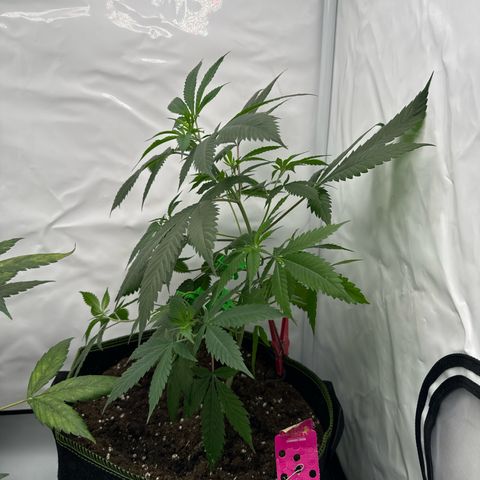 Special Queen #1 growlog timeline photo