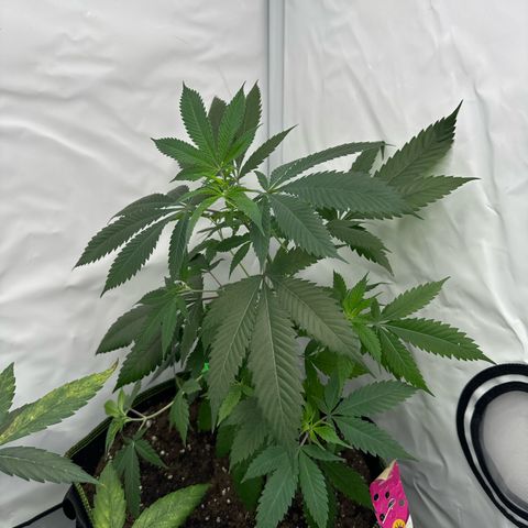 Special Queen #1 growlog timeline photo