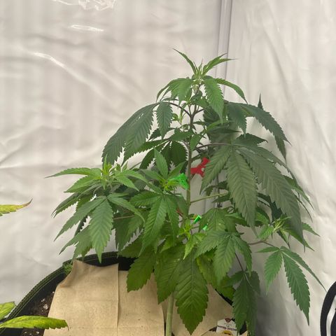 Special Queen #1 growlog photo: Mehr LST