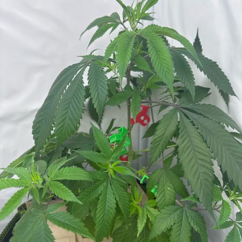 Special Queen #1 growlog photo: Mehr LST