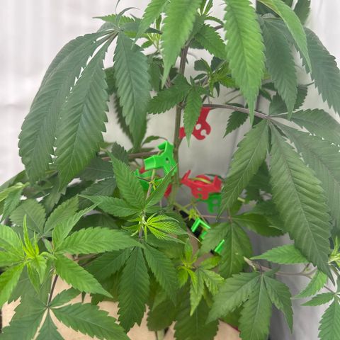 Special Queen #1 growlog timeline photo
