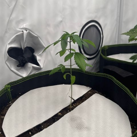 Wedding Cake growlog timeline photo