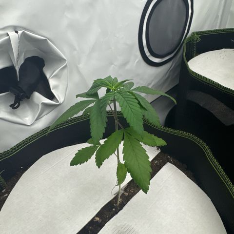 Wedding Cake growlog timeline photo