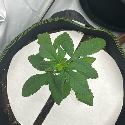 Wedding Cake growlog timeline photo