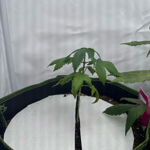 Wedding cake Becher growlog timeline photo