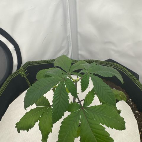 Wedding cake Becher growlog timeline photo