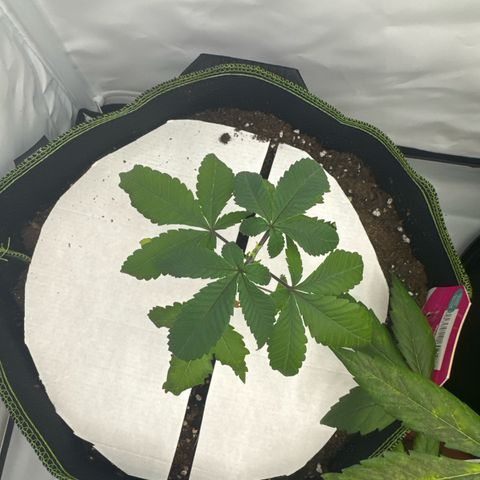 Wedding cake Becher growlog timeline photo