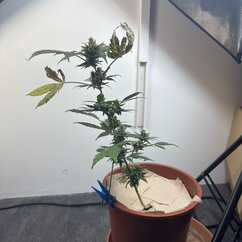 Wedding Cake Automatic growlog timeline photo