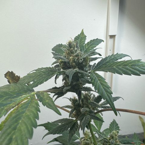 Wedding Cake Automatic growlog timeline photo