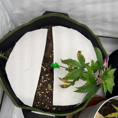 Wedding cake Becher growlog timeline photo