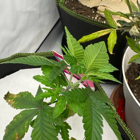 Wedding cake Becher growlog timeline photo