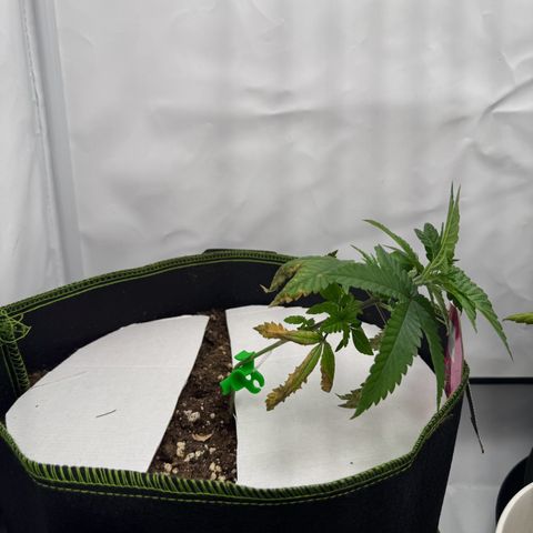 Wedding cake Becher growlog timeline photo