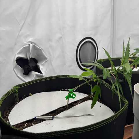 Wedding Cake growlog timeline photo