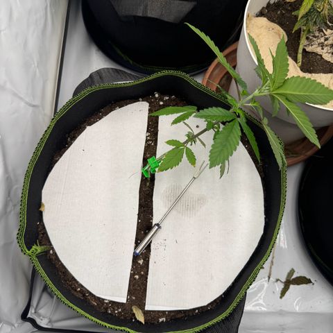 Wedding Cake growlog timeline photo