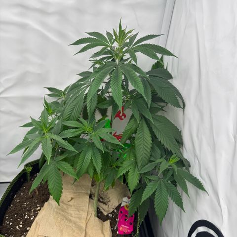 Special Queen #1 growlog timeline photo