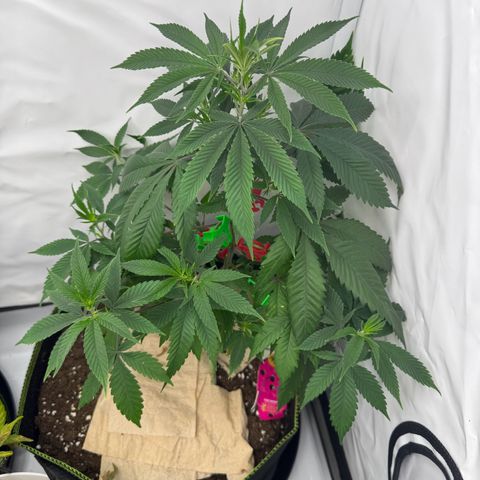Special Queen #1 growlog timeline photo