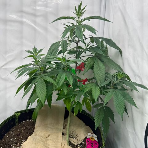 Special Queen #1 growlog timeline photo