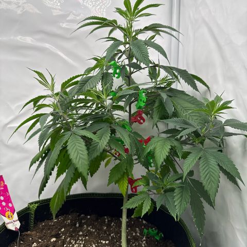 Special Queen #1 growlog timeline photo
