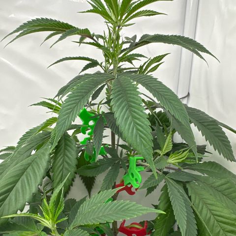 Special Queen #1 growlog timeline photo
