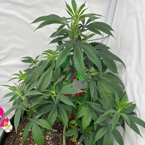 Special Queen #1 growlog timeline photo