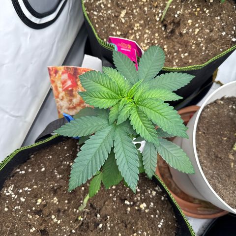 Wedding Cake growlog timeline photo