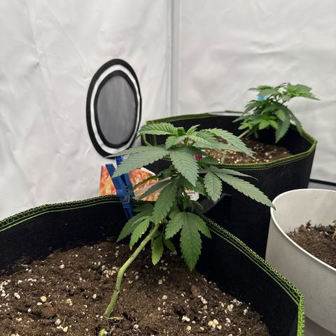 Wedding Cake growlog timeline photo