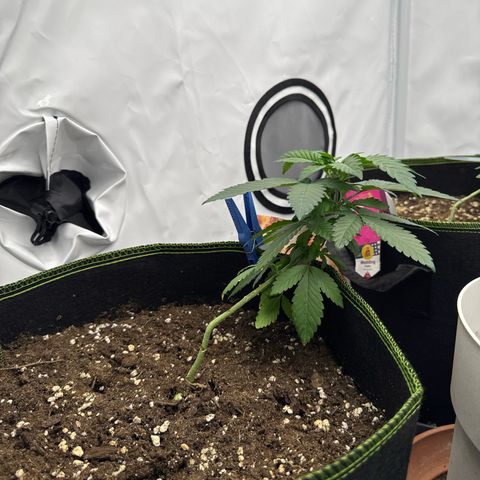 Wedding Cake growlog timeline photo