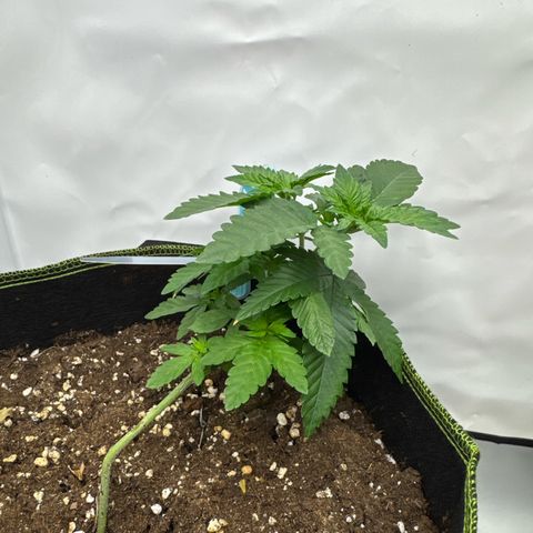 Wedding cake Becher growlog timeline photo