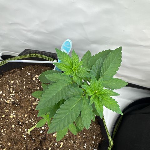 Wedding cake Becher growlog timeline photo