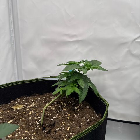 Wedding cake Becher growlog timeline photo