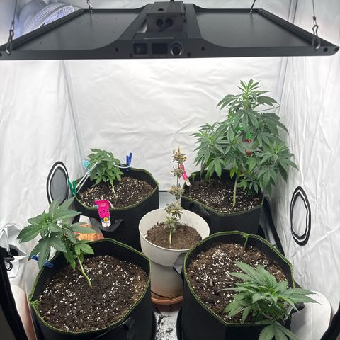 Wedding Cake growlog timeline photo