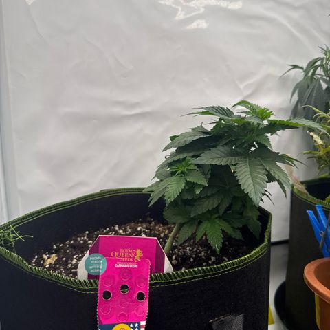 Wedding cake Becher growlog timeline photo