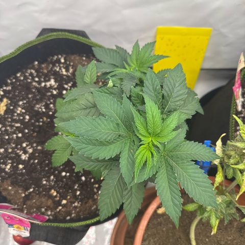 Wedding cake Becher growlog timeline photo