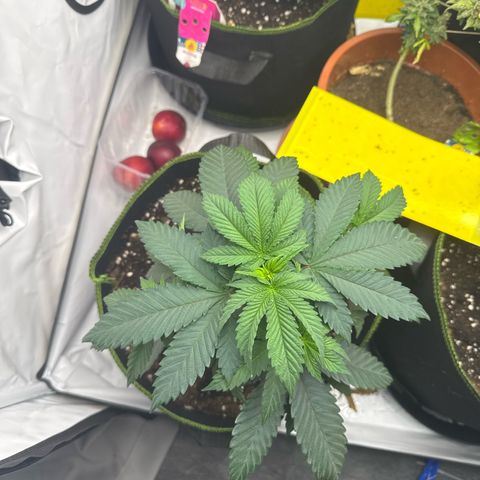 Wedding Cake growlog timeline photo
