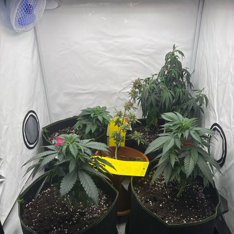 Wedding Cake growlog timeline photo