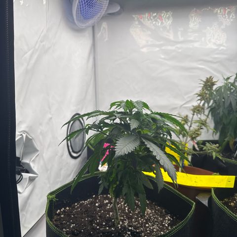 Wedding Cake growlog timeline photo