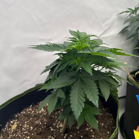 Wedding cake Becher growlog timeline photo