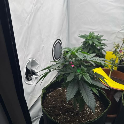 Wedding Cake growlog timeline photo