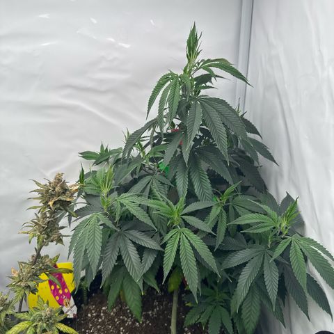 Special Queen #1 growlog timeline photo