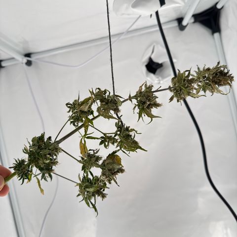 Wedding Cake Automatic growlog timeline photo