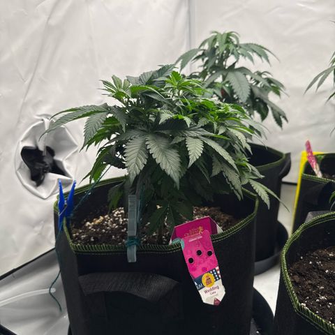 Wedding cake Becher growlog timeline photo